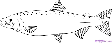 how to draw a salmon step 6 | Salmon drawing, Fish drawings, Fish coloring  page